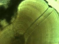 Flounder Otolith