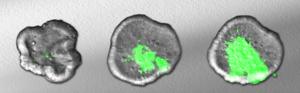Organoid