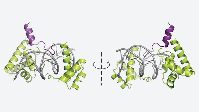 POUF23 binds to DNA and OCA-T1