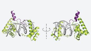 POUF23 binds to DNA and OCA-T1