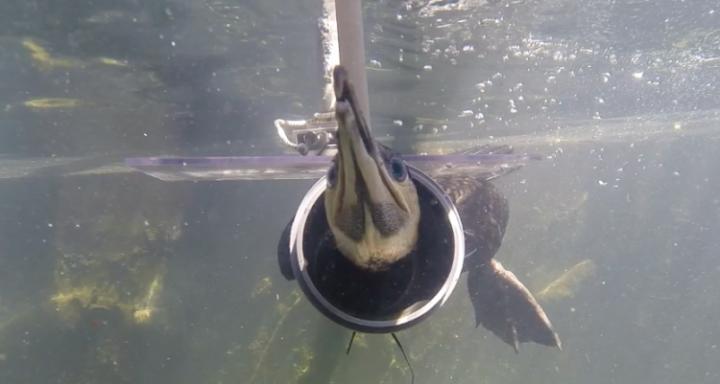 Cormorant