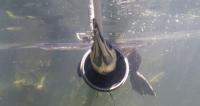 Cormorant