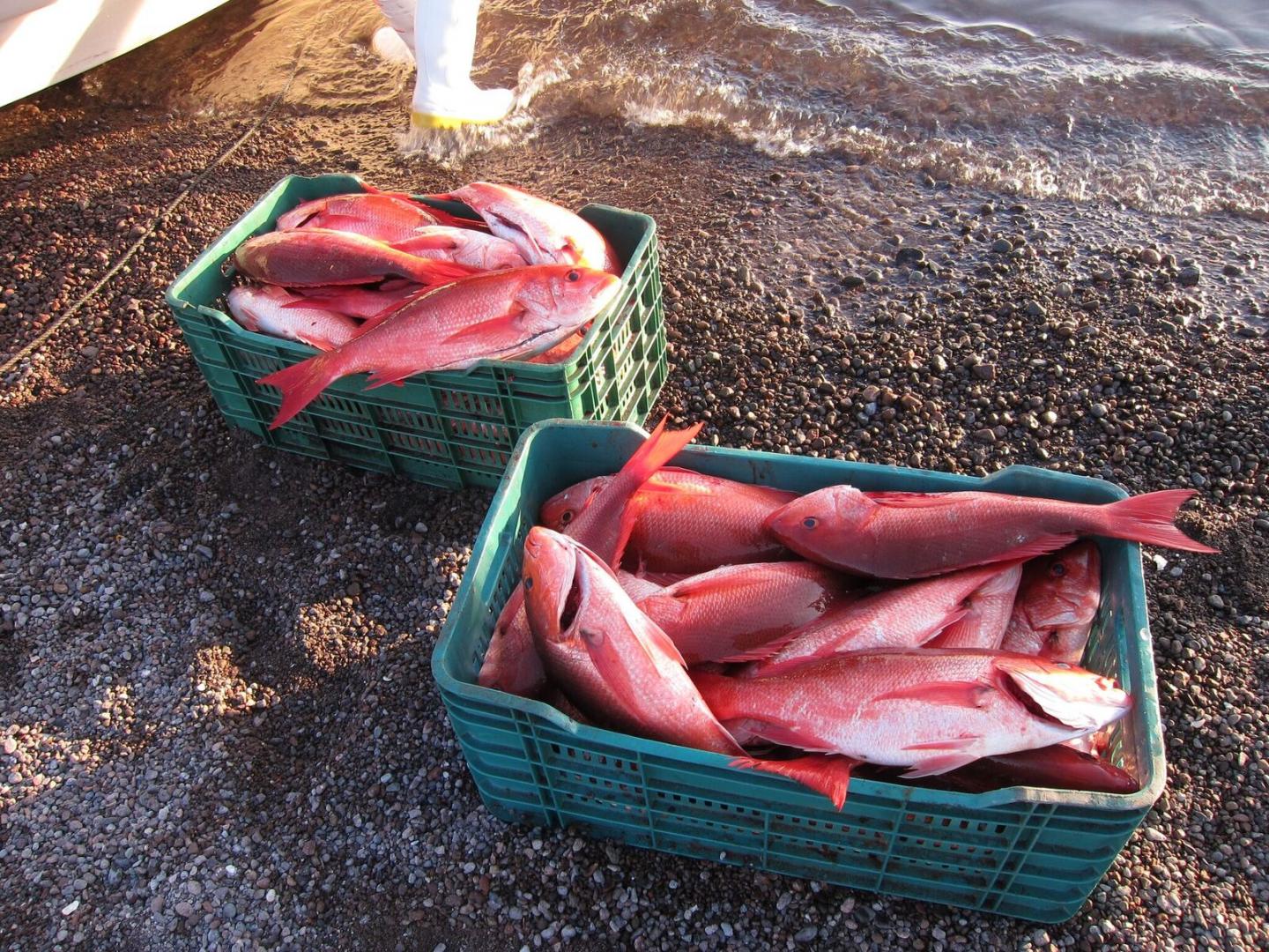 Basurto Coop Snappers