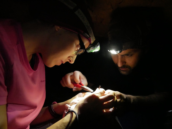 The European storm petrel