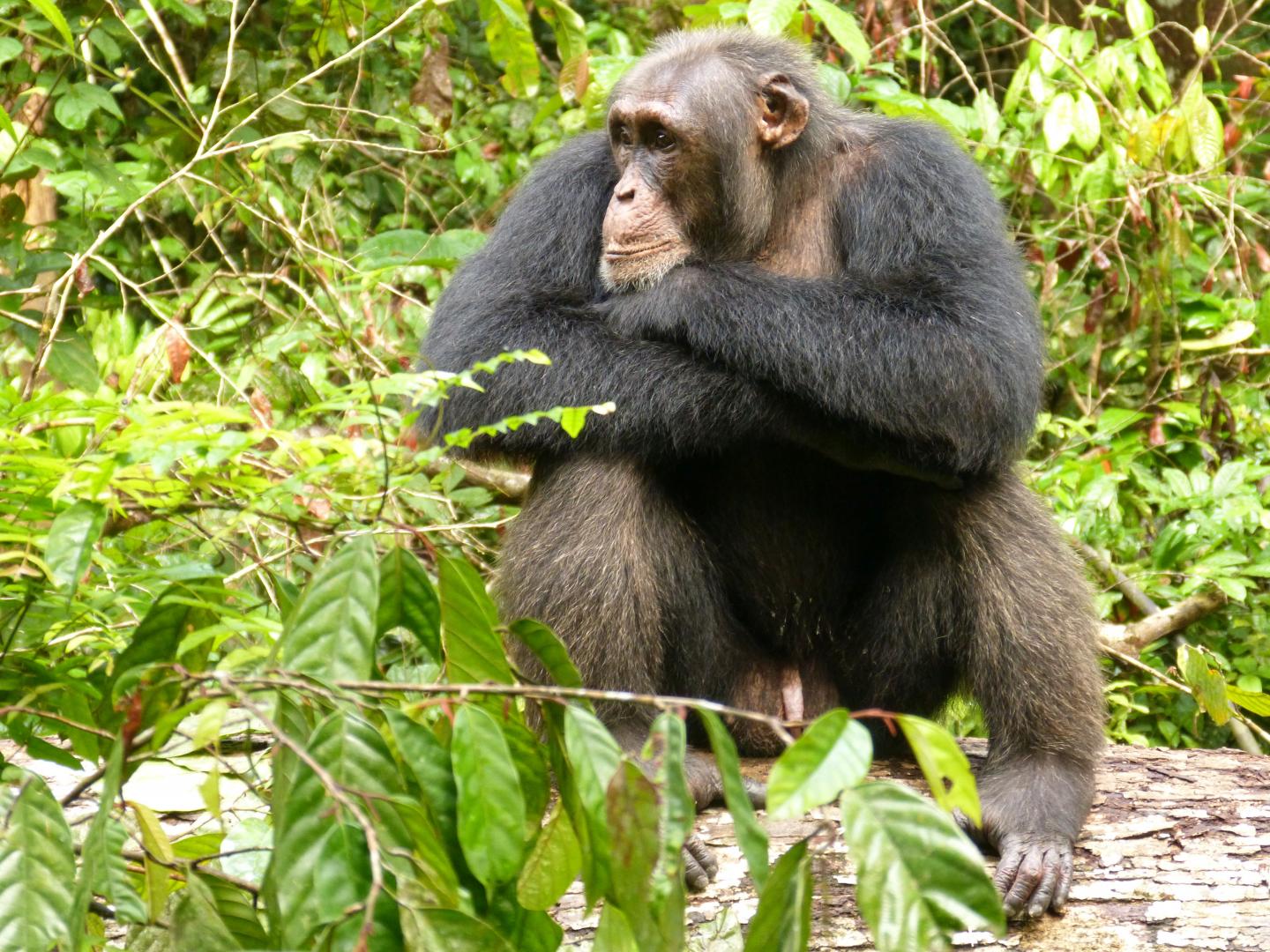 Male Chimpanzee