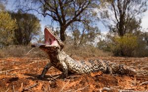 Sleepy Lizard - Northern Territory
