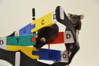 Sex-reversed and Female Mouse on DNA Helix Model