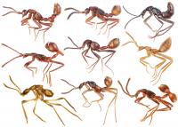 Nine Convergent Rove Beetle Genera
