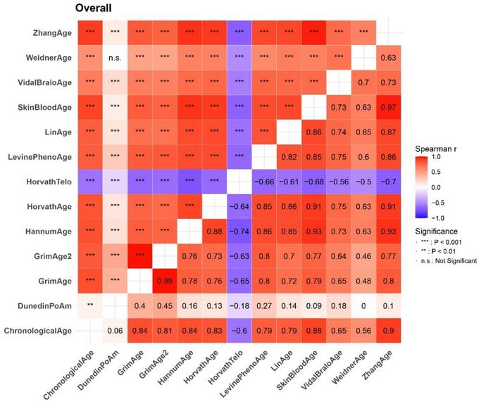 Correlation matrix of chronological age and DNA methylation algorithms of aging
