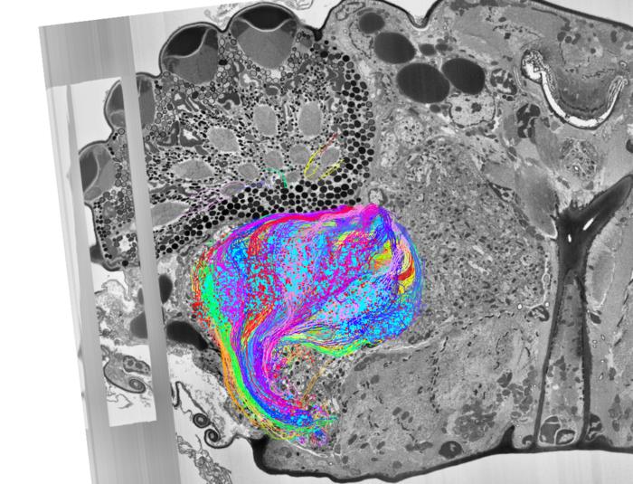 Visual System Map