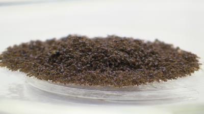 Ant Raft