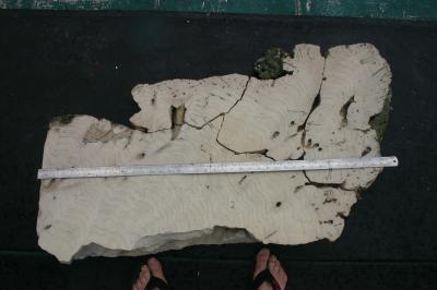 Another Giant Sumatran Quake Ahead? (1 of 7)