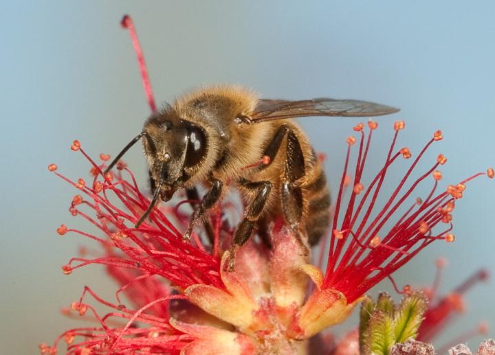 Honeybee