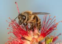 Honeybee
