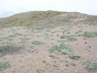 European Beachgrass