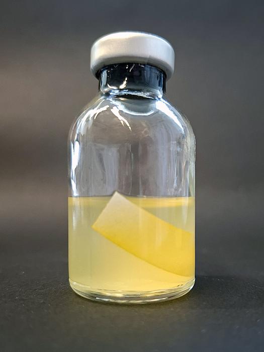 Yellow Affinity Substance YAS binds to cellulose