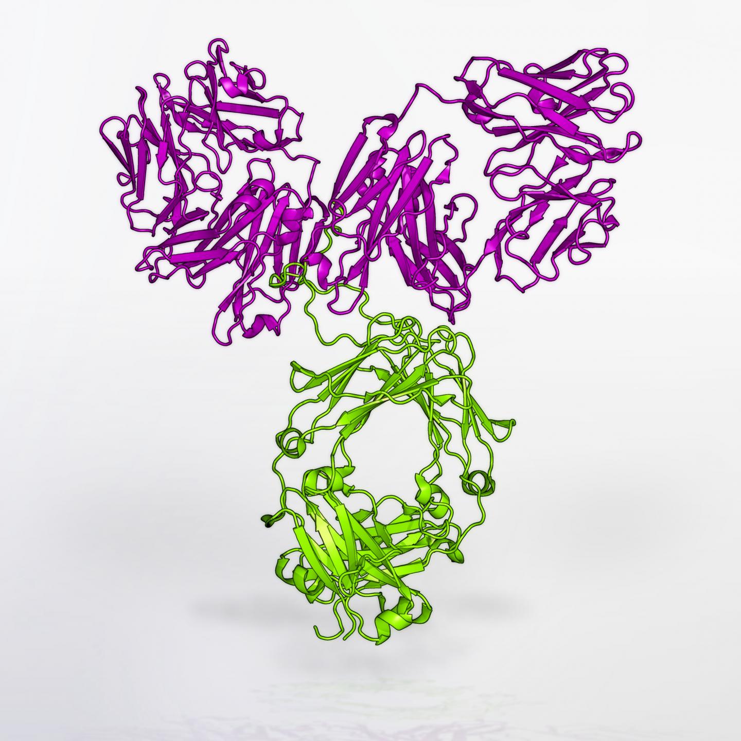 VRC01 Antibody