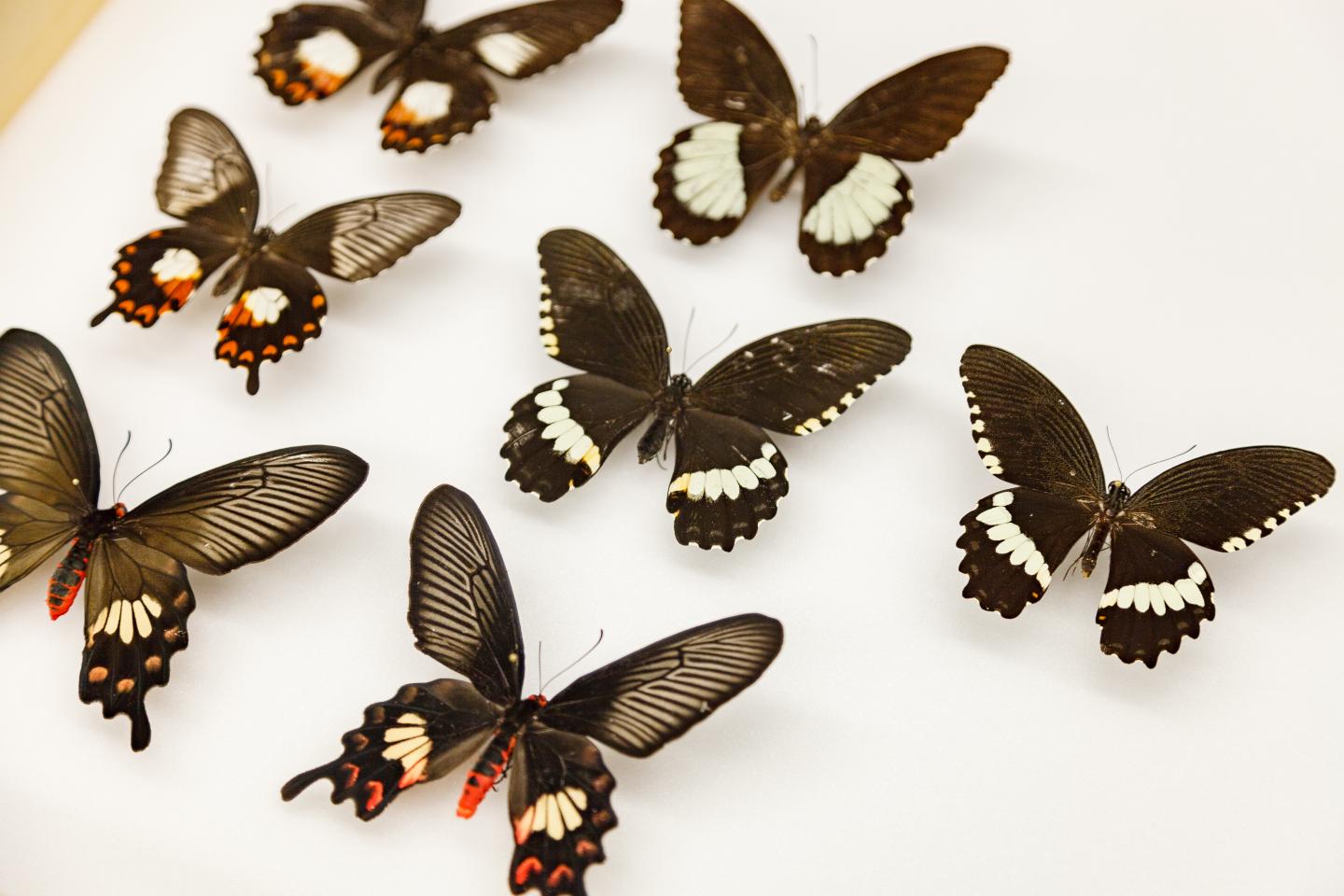 Swallowtail Butterflies 1