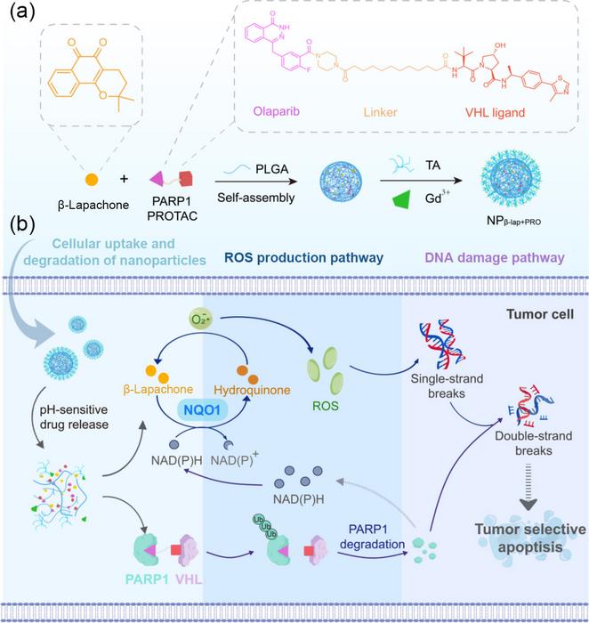 Schematic illustration of the self-assembled nanoparticle NPβ-lap+PRO for synergistic cancer therapy.