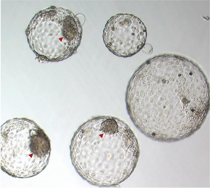 Human embryos cultured in vitro on day 8