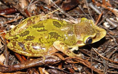 Mexican Tree Frog