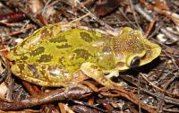 Mexican Tree Frog