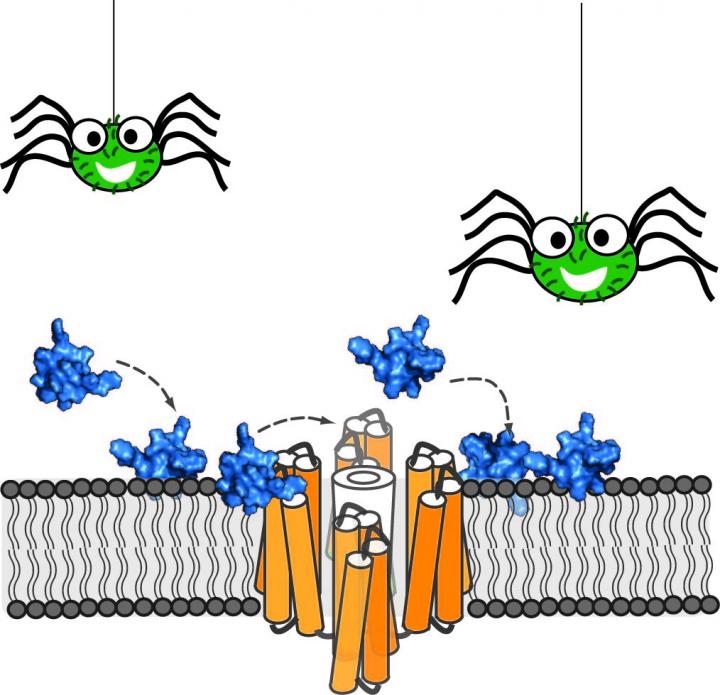 Peptide Toxin Isolated from the Peruvian Green Velvet Tarantula