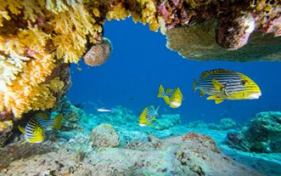 Fish in a Coral Reef