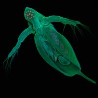 <I>Daphnia pulex</I> (2 of 2)