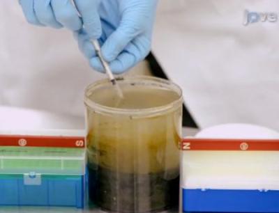 Using Bar Magnets to Isolate Bacteria