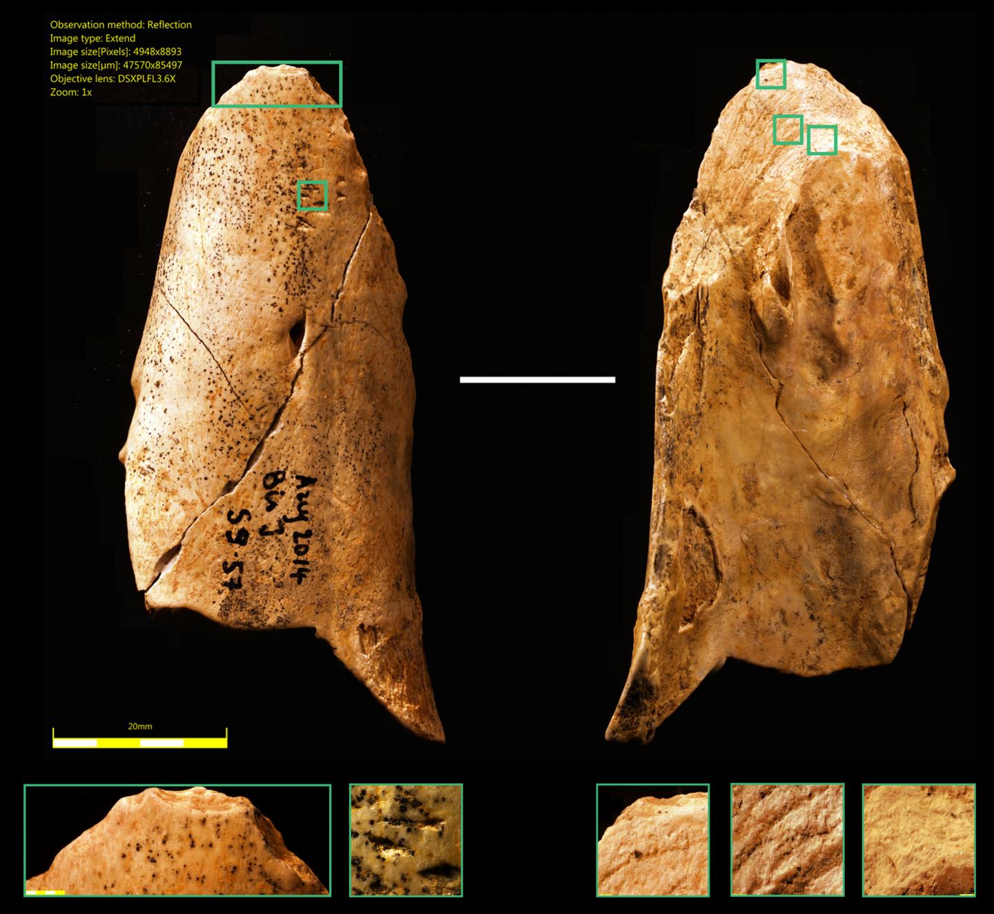 Bone Tool Discovered by University of Montreal Researchers