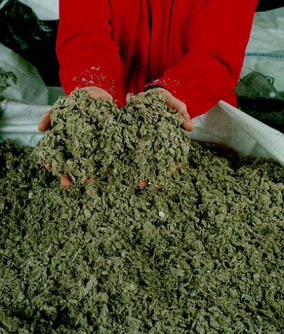 Paper Mill Sludge