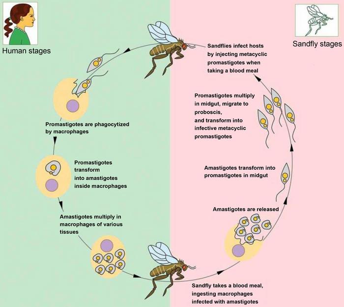 Leishmania life cycle: When sandflies bite a mammalian host, the parasite Leishmania is transmitted