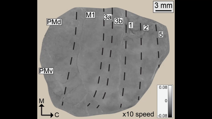Resting State Recorded with ISOI in Squirrel Monkey