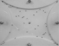 Behavior Experiment