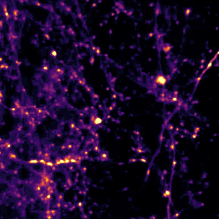 Axons in the ACC