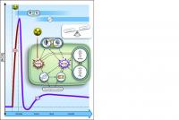 Mechanisms of Changes in the Concentration of Reactive Oxygen Species in Plants