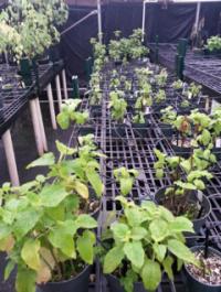 <i>P. kaalaensis</i> in Greenhouse