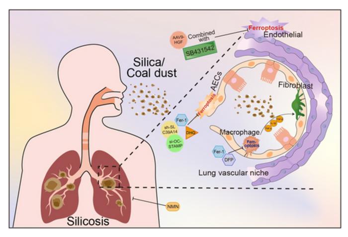 Targeting Pulmonary Cells to Alleviate Pneumoconiosis