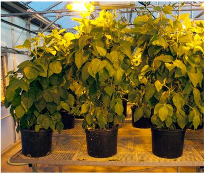 Soybean Plants