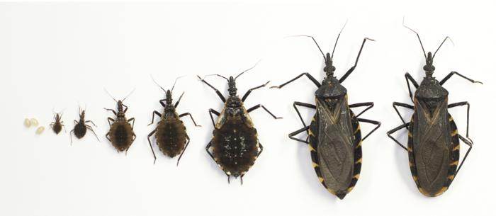 Researchers urge for U.S. recognition of Chagas as endemic