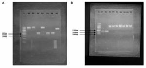 Integrating molecular diagnostics for early prostate cancer detection
