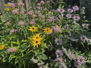 Pollinator garden