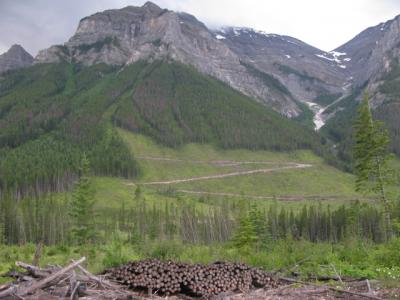 Logging Road in the SRC