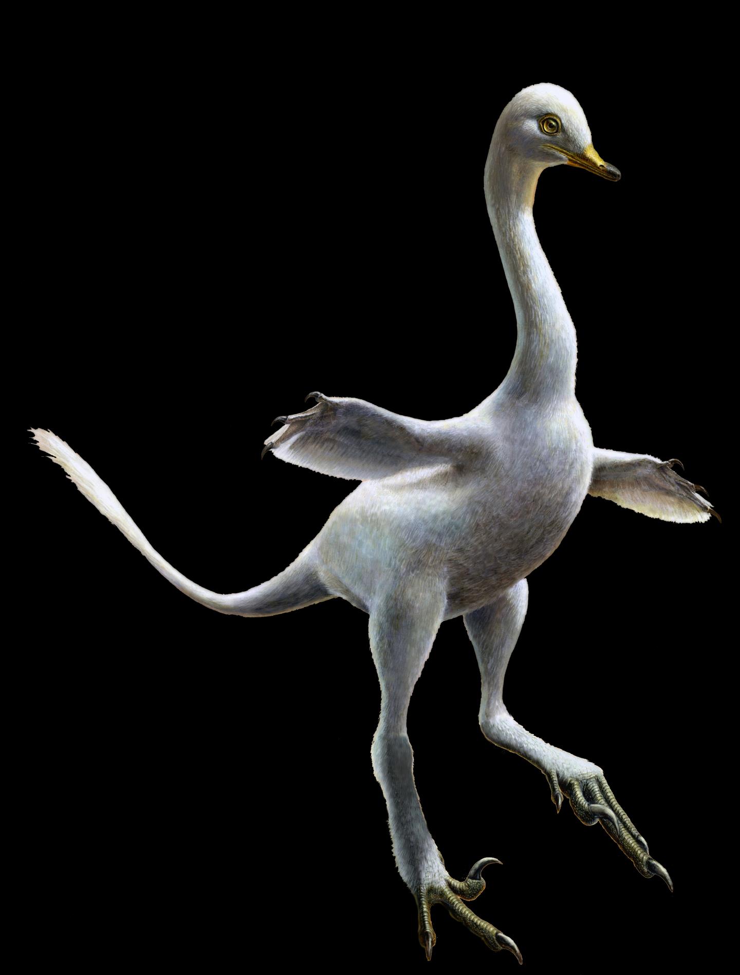 llustration of Halzkaraptor