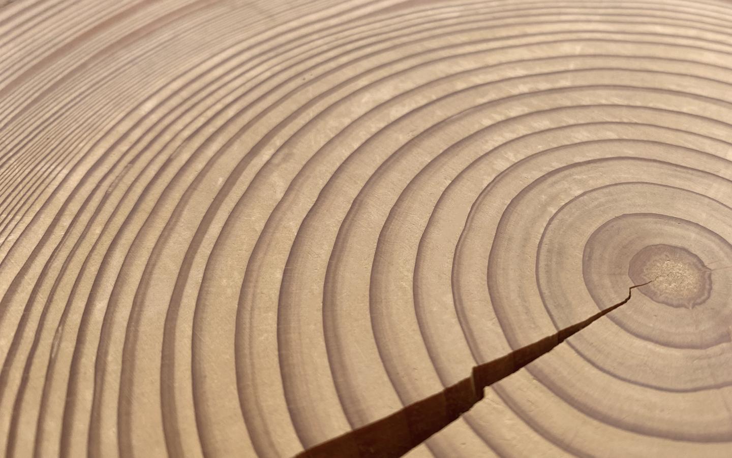 Tree Rings