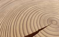 Tree Rings