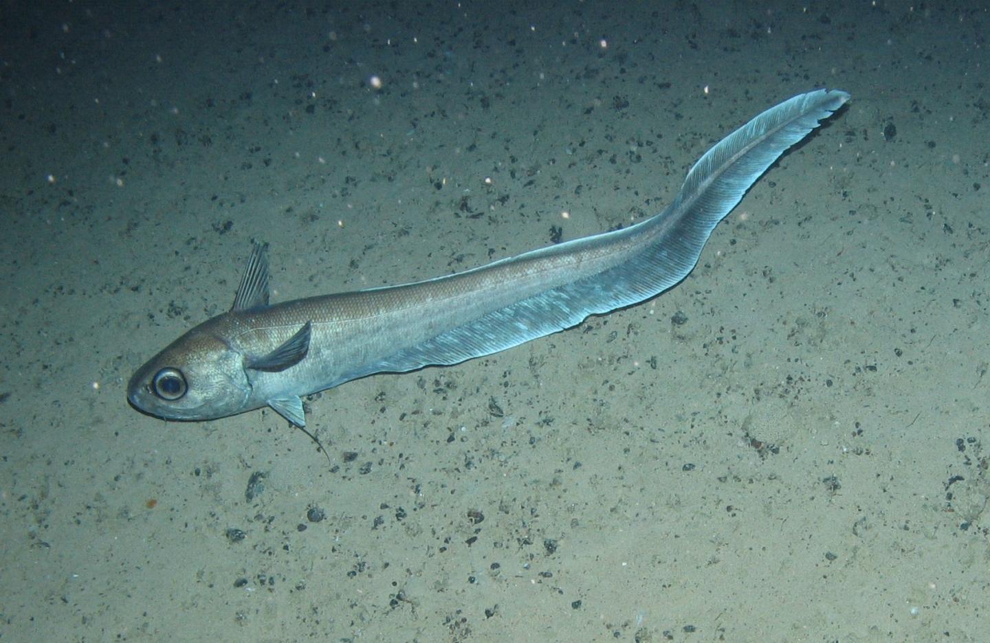 Roundnose Grenadier
