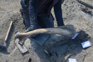 First left rib from the mammoth’s ribcage