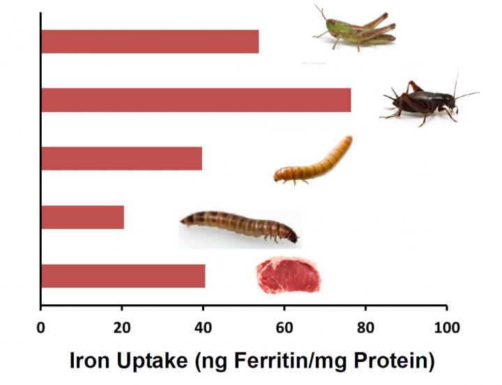 Eating Bugs Could Be Nutritious